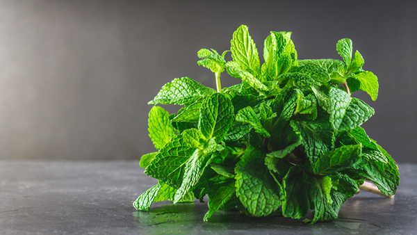 How to grow versatile Mint | Yates