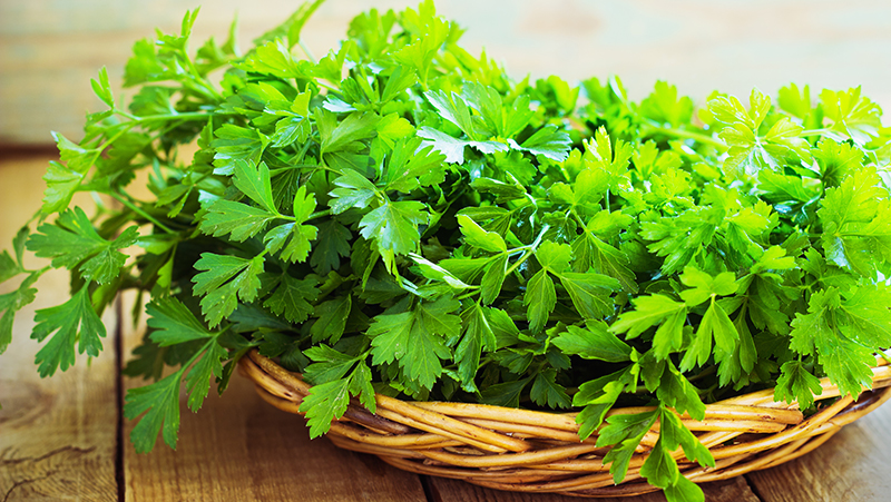 how-to-grow-parsley_1551160327081