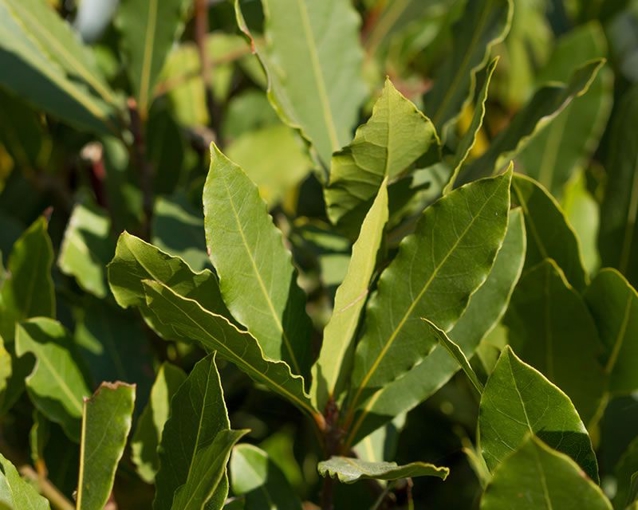 How to grow Bay Tree | Yates