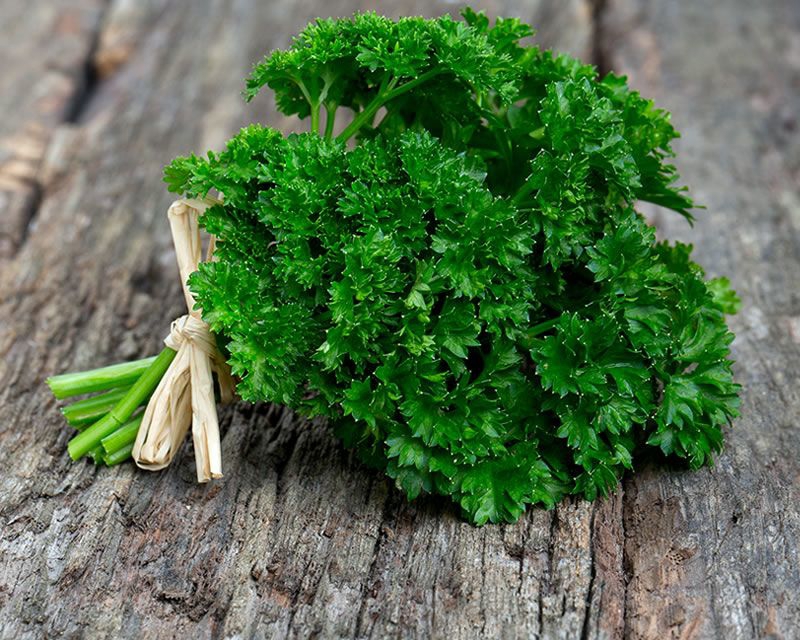 Parsley plant