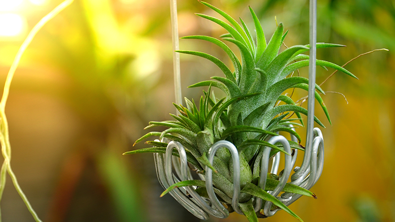 Air Plants