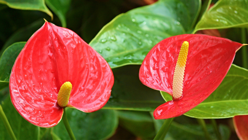 how-to-grow-anthurium_1551154940488