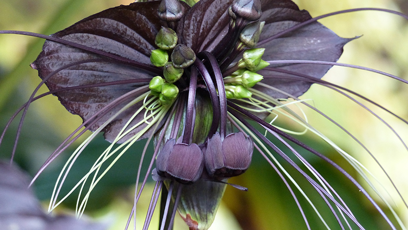 Black Bat Flower Root