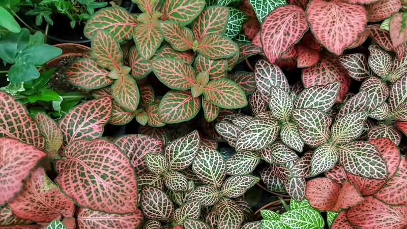 how-to-grow-fittonia_1563863618811