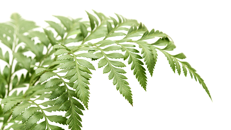 how-to-grow-leather-leaf-fern_1551160358245