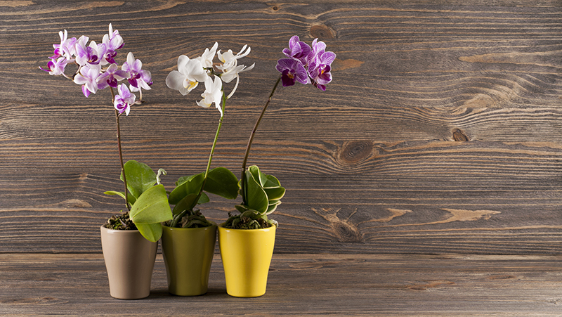 how-to-grow-moth-orchids_1563866340795