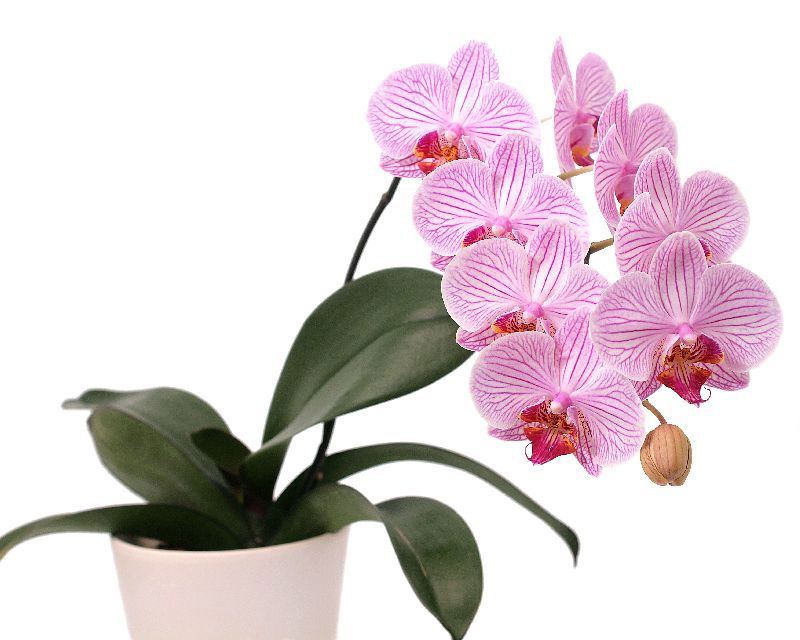 Moth orchid on sale
