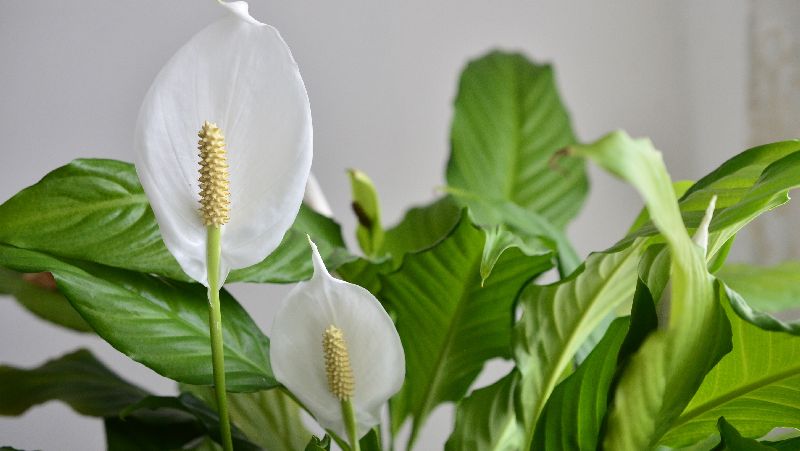 how-to-grow-peace-lily_1552019032417