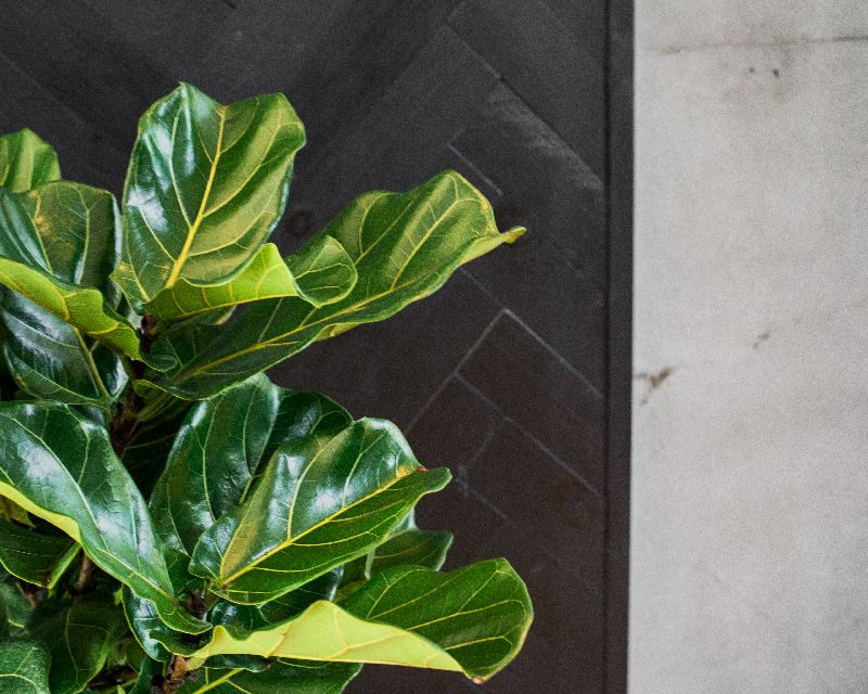 Fiddle Leaf Fig