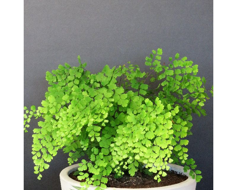 Maidenhair Fern