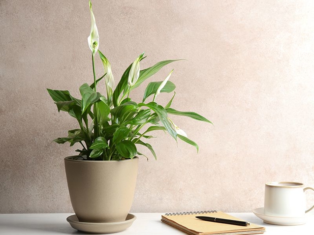 How to Grow Peace Lily