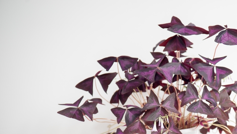 how-to-grow-purple-shamrock_1551160358985