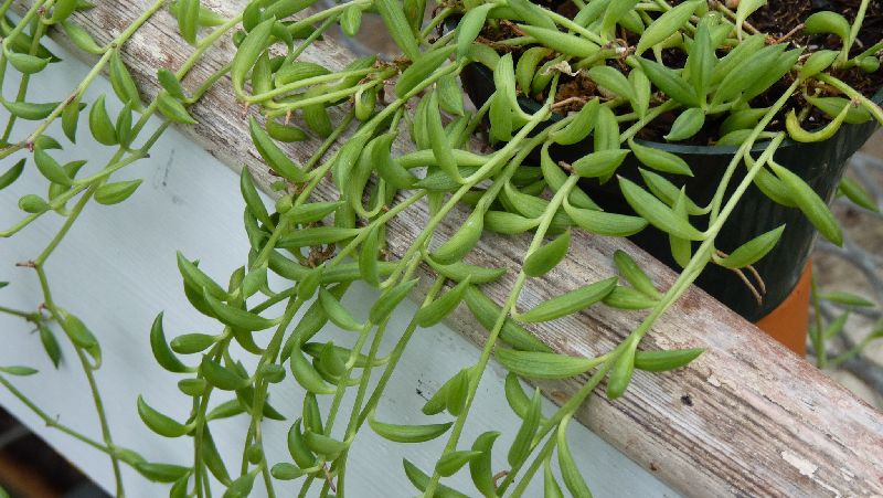 Crazy How Often To Water Outdoor Succulents: Lessons From The Pros