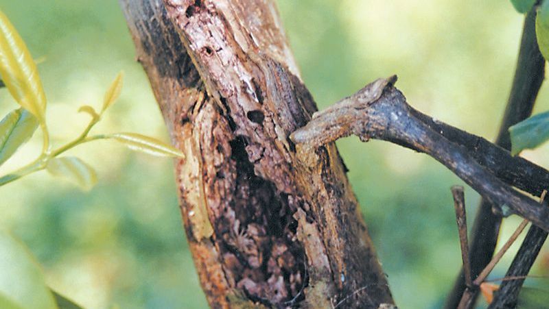 Citrus bark collar sale