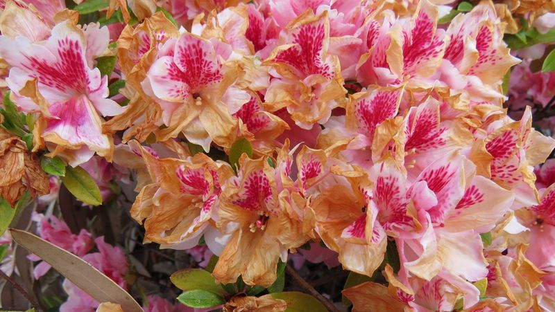 common-problems-camellia-4