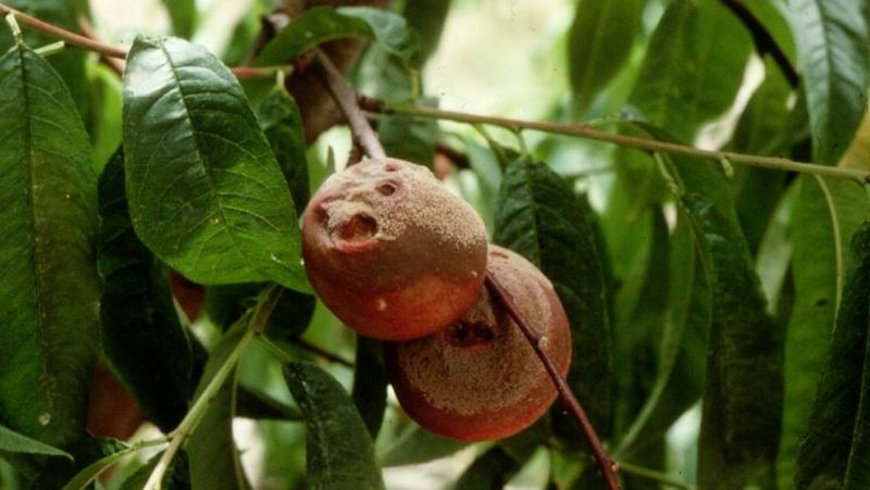 common-problems-plum-1