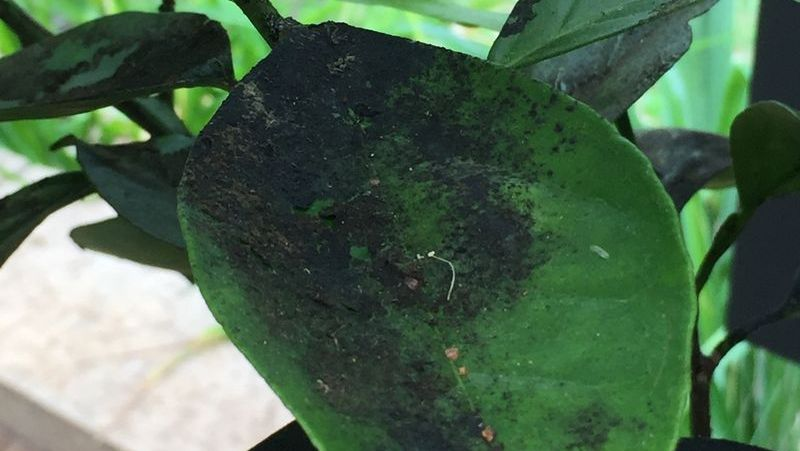 common-problems-camellia-6