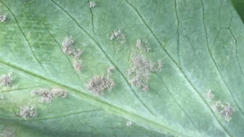 common-problems-cucumber-5