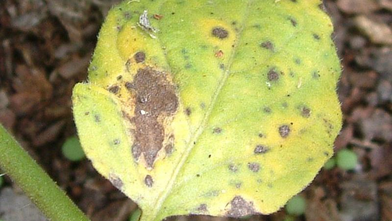 common-problems-tomatoes-3