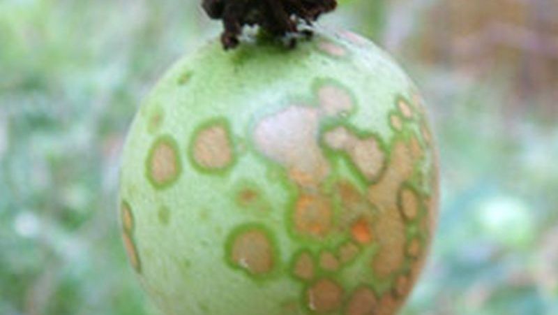 passionfruit-fungal-spot_1552361490210