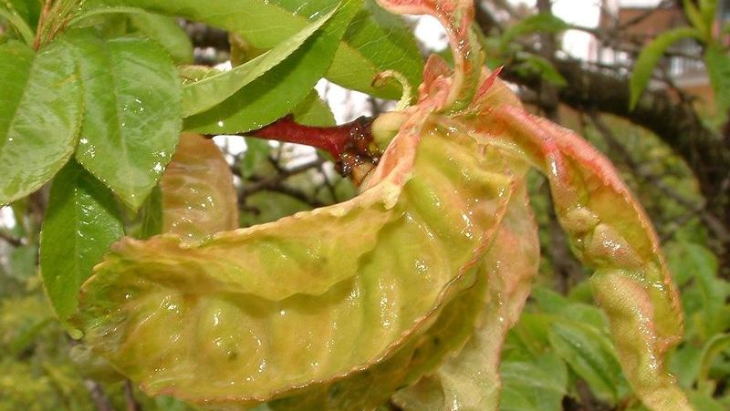 Cómo controlar las enfermedades de los árboles frutales del melocotón
