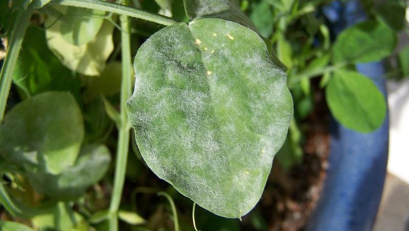 powdery-mildew-on-vegetables-1