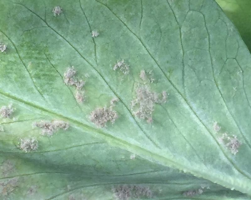 Downy Mildew