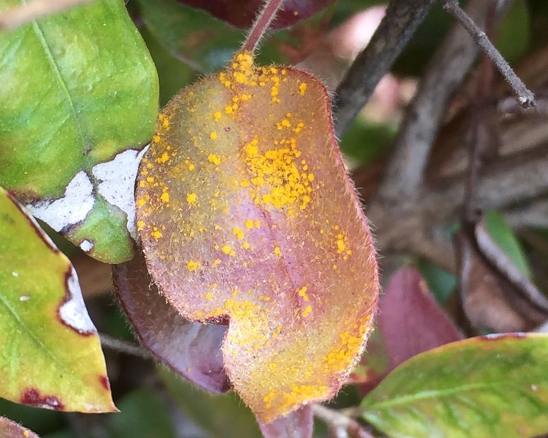 Myrtle Rust