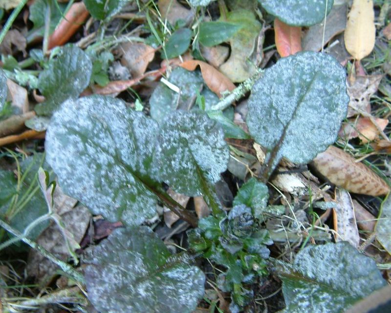 Powdery Mildew