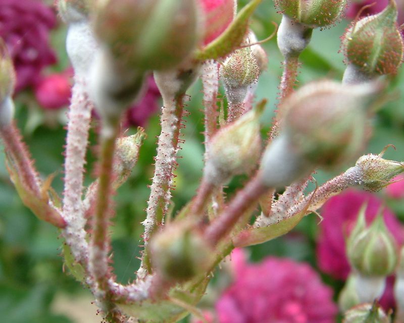 Powdery Mildew on ornamentals