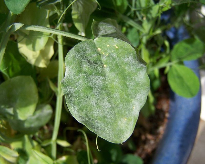 Powdery Mildew on Vegetables