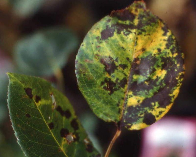 How to control Rose Black Spot Yates