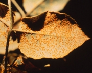 Rust Mite How to control citrus rust mite | Yates