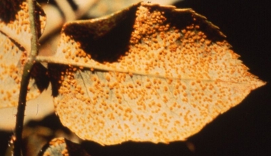 How to control common problems on raspberry in NZ | Yates