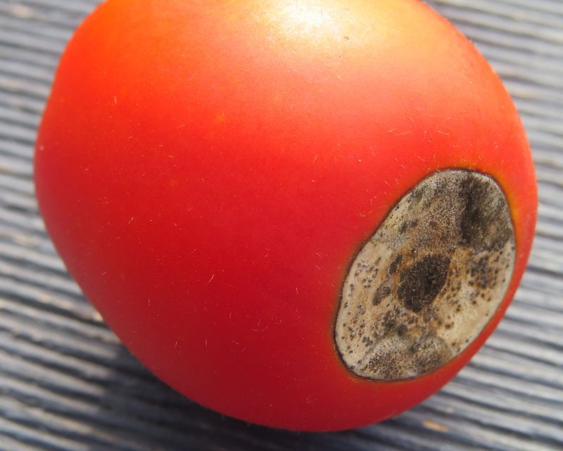 Blossom End Rot