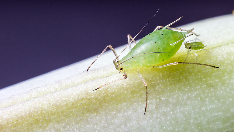 How To Control Aphids Yates