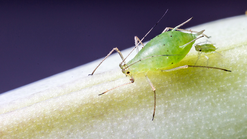 What discount are aphids