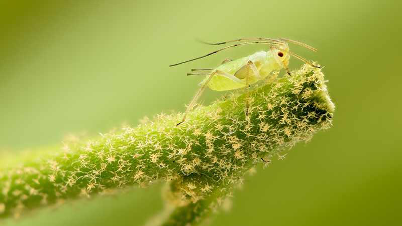aphids_1551155027397