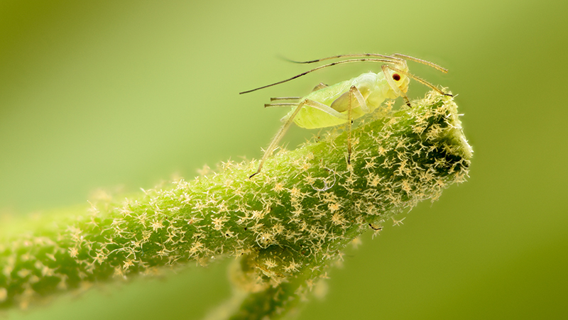 aphids-1