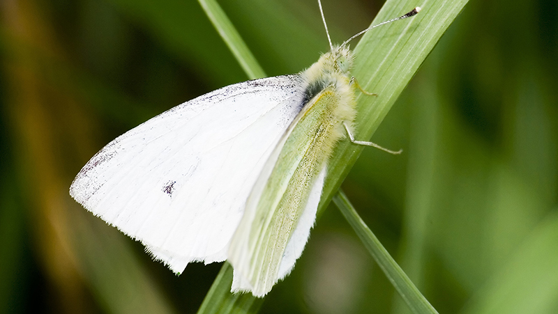 cabbage-moth-cabbage-butterfly_1551155017135