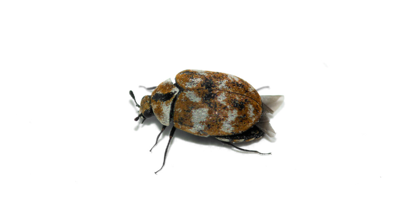 How To Control Carpet Beetles Yates