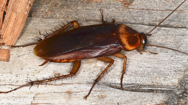 cockroach life cycle nz
