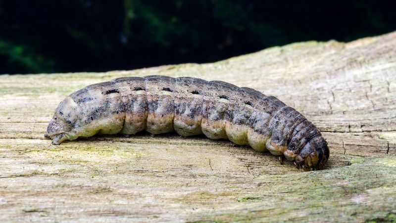 How to control cutworm | Yates