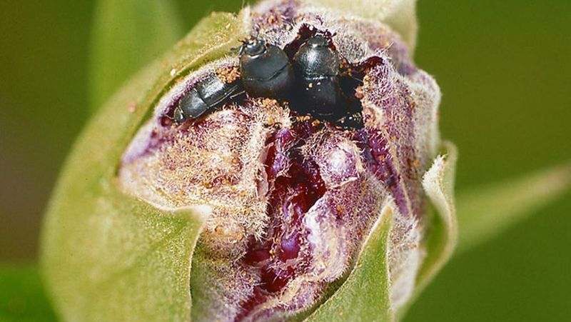 flower-beetle-hibiscus_1553128100080