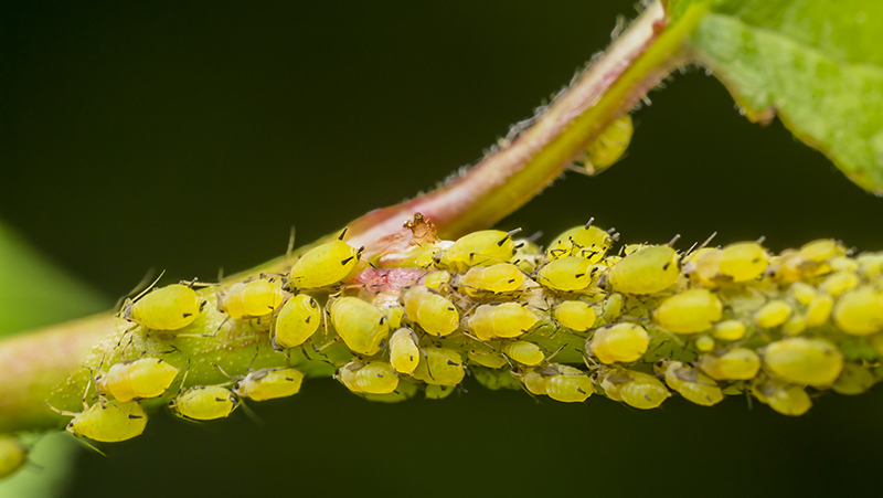 common-problems-allamanda-3