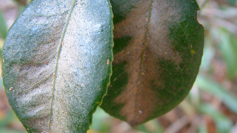 common-problems-camellia-2