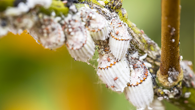 common-problems-umbrella-tree-1