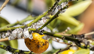 How to control common problems on roses in NZ gardens | Yates