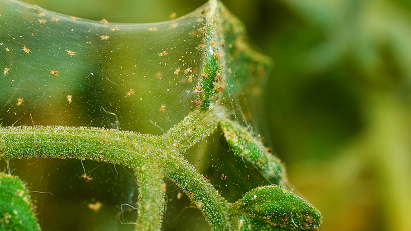 common-problems-fiddle-leaf-fig-4