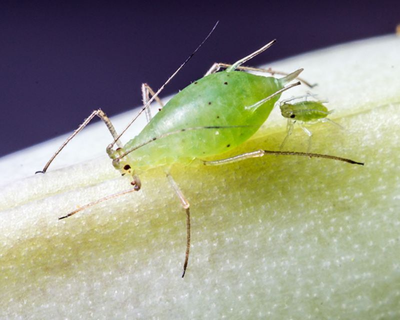 How to control Aphids Yates